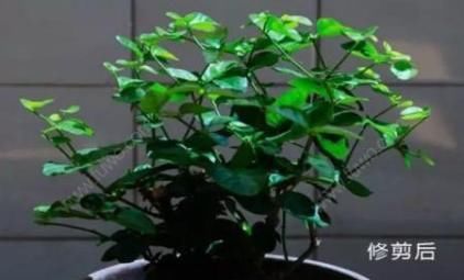  修剪|需要冬剪的4种花，下手要分轻重，不然熬不过冬