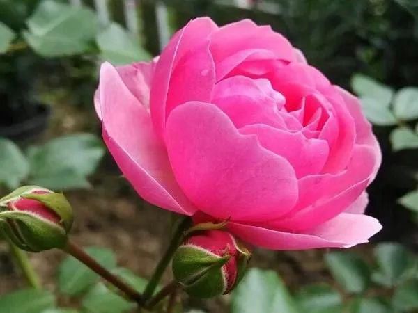 月季|花开成墙！杨浦顺平路上2520株月季正盛开~