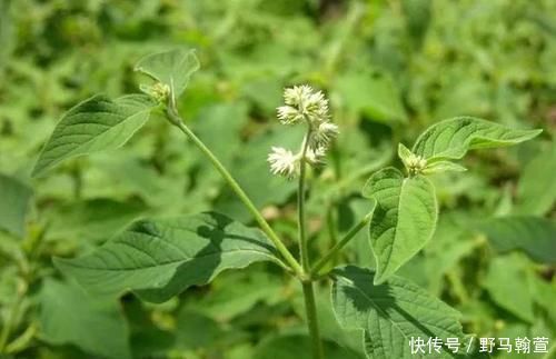 张景岳|中药漫谈|牛膝,是温性还是寒性,是补正还是祛邪,详细解析