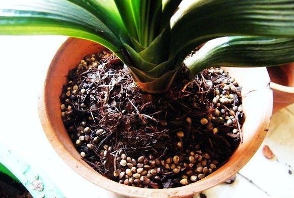 君子兰“烂根”别扔了，1种药水泡一泡，20天生根，长得更旺