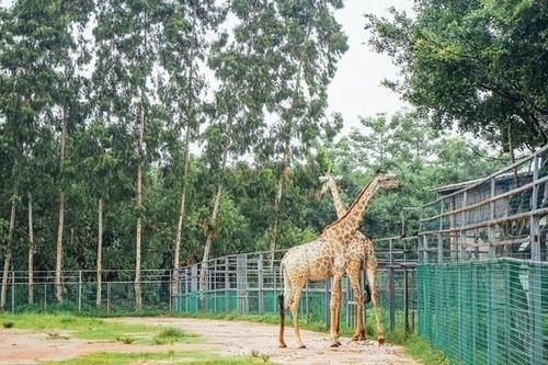 这个古村面子可大了，牌匾由皇帝御赐，就在东莞城区之中