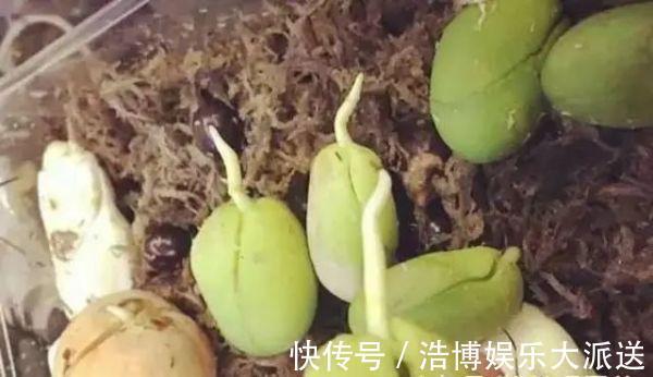 水果|3种“吃不起”的东西,捡“1颗”种子扔盆里,长成小树,结果能吃