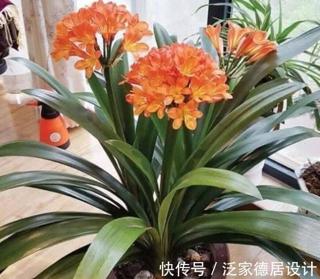 老花匠养君子兰有窍门,学会了油绿发亮开花美,简单实用