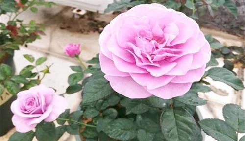 种花|3种花漂亮又好养，花大色艳，埋土里就能活，室内也能种