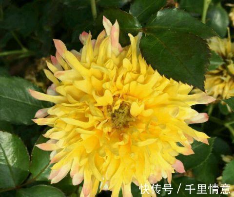 烟花|勤花耐高温的烟花波浪月季,花朵像菊花,越晒越红