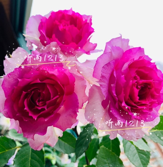 50种绝美月季,随便一棵就能爆满院,这辈子一定要养全!
