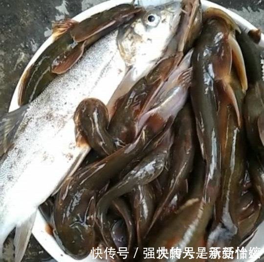 小黑鱼|长江源头,绝壁里流出泉水,里面有种野鱼,上千一斤！