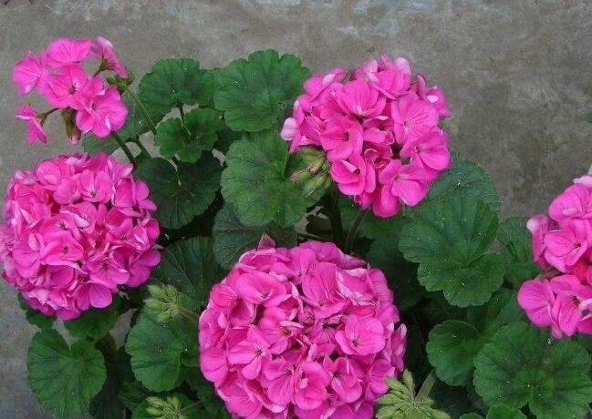 天竺葵烂根还有救吗?教你3种挽救小妙招,让天竺葵“起死回生”