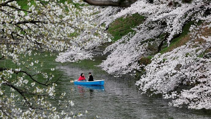 1200年来最早的一次！日本樱花提前盛开，科学家：或预示更严重的气候危机