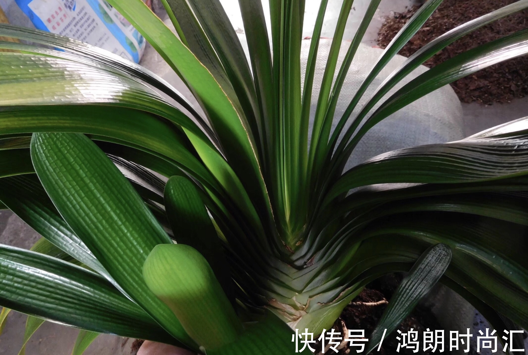君子兰|养20年的君子兰,长得就像“大白菜”,一盆就能长8根花箭