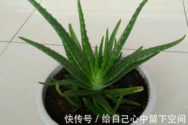 抗衰老|几种清除老年斑的方法，学会任意一个，或能让老年斑慢慢消失