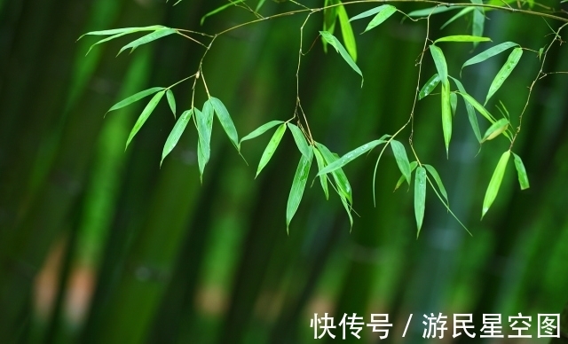 薛涛#秋竹美诗七首:直节亭亭易见心,舞闲阶碎影筛金