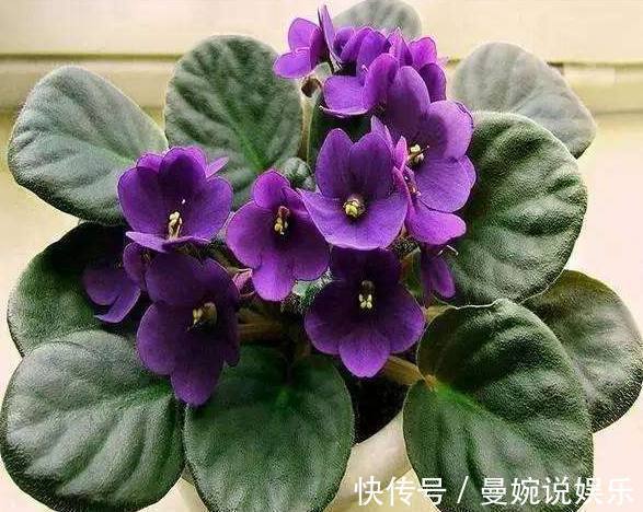 茂盛|特别好养又耐阴的室内绿植,丢角落里多天,没阳光反而长的更茂盛
