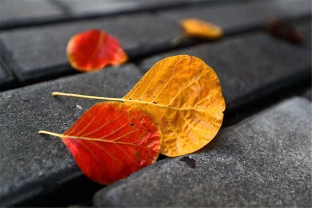 习俗@寒衣节又叫“祭祖节”,为何流行“送寒衣”?这天还有什么讲究?