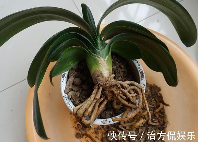 植物|花市买花“要当心”,3种花“白送”也不要,养不活还占位置!