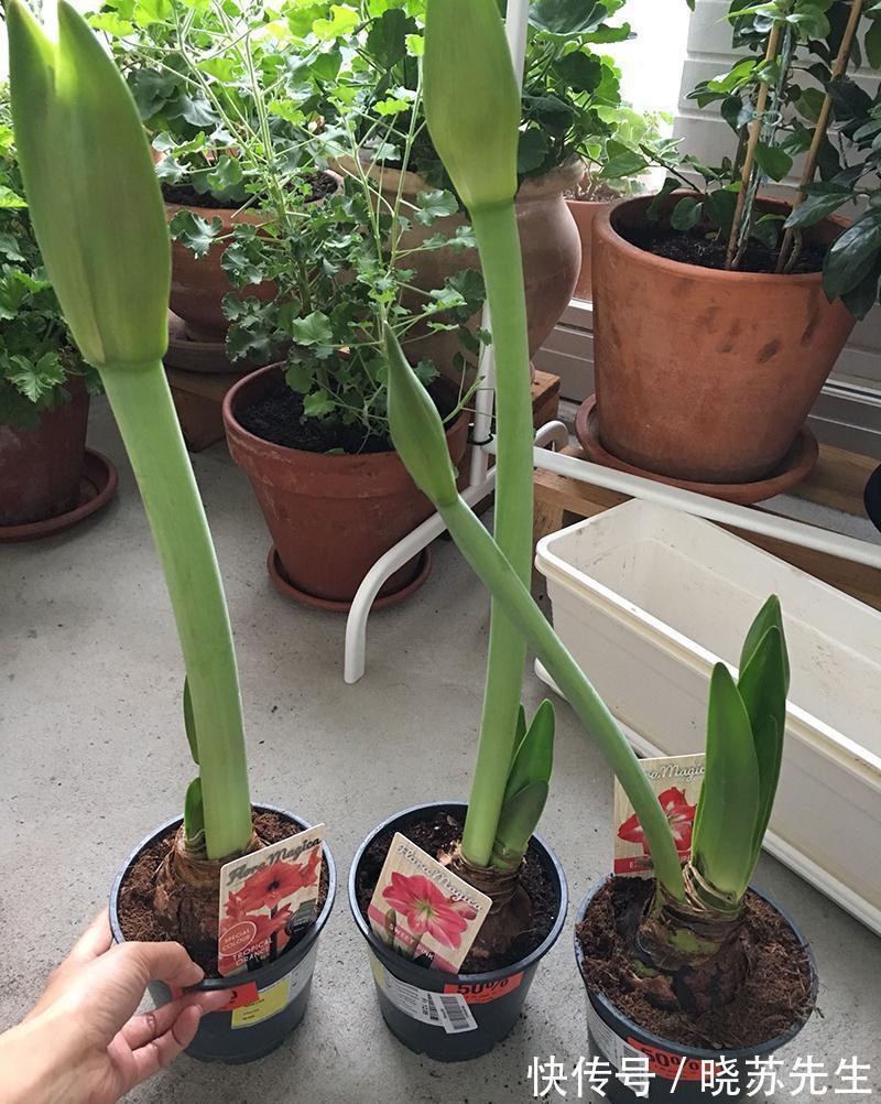 一个大疙瘩,开花“比脸大”,养朱顶红的5个窍门,年年开大花