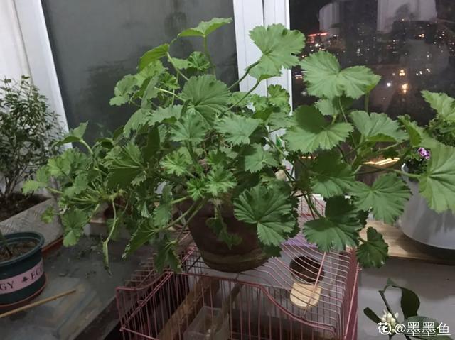 休眠期开花,剪掉才能活,需要一些养护技巧,才能保证安全度夏