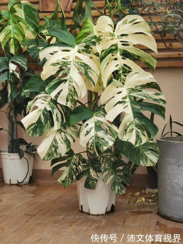 龟背竹|家家都得有的“镇宅花”,霸气外漏安全感十足,关键是特别好养