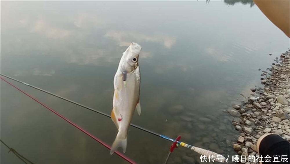 动态|飞铅钓法详解,增加动态诱鱼效果,让鱼追着饵料咬,最适合钓浮!