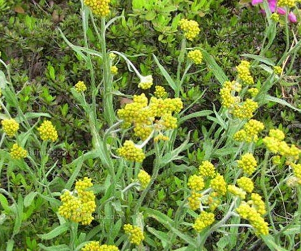 鼠尾草|山上常见的黄花杂草，原来是珍贵野菜，没想到它还有很多作用！