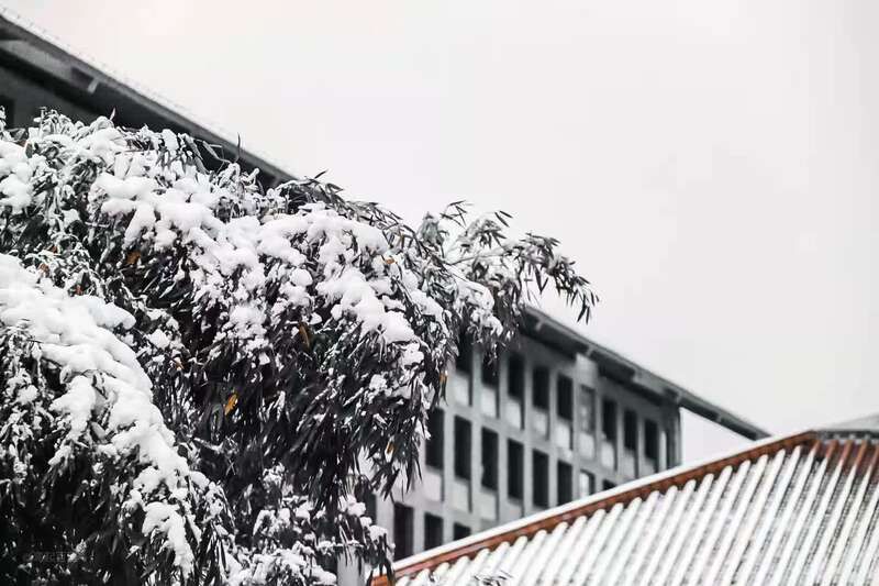 校园雪景中的秦岭风|青年眼| 秦岭风