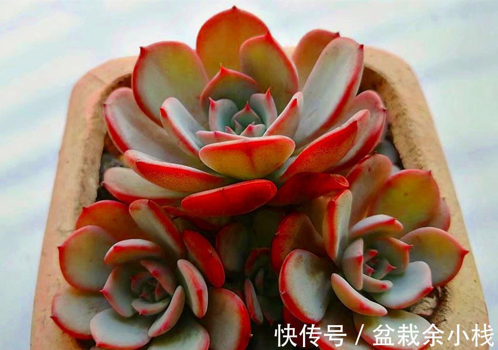 新手|还是多肉新手时，做了很多古怪的事情，拿出来给肉友们当反面教材
