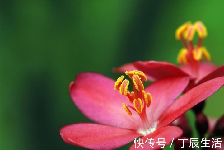 养这6种花的人太聪明了,一年四季都在开花,家里时时刻刻能赏花