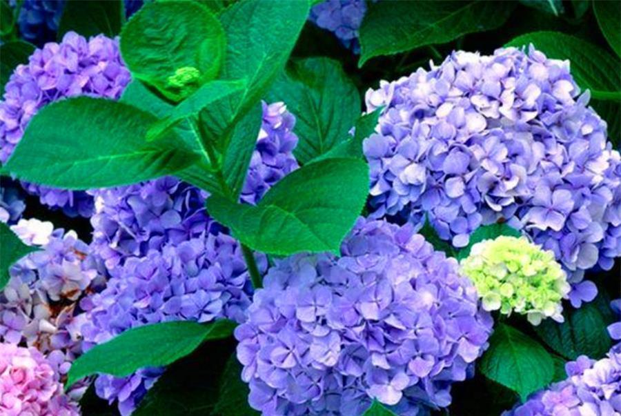 春天养绣球花，4件事情要早做，学会了夏天蓝花开满盆