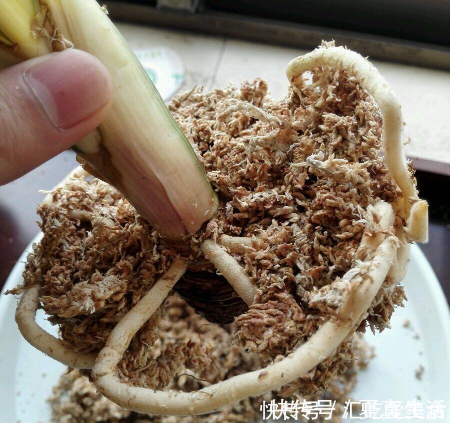 给裸根君子兰“催根”，教你3个方法，养40天冒出“大粗根”