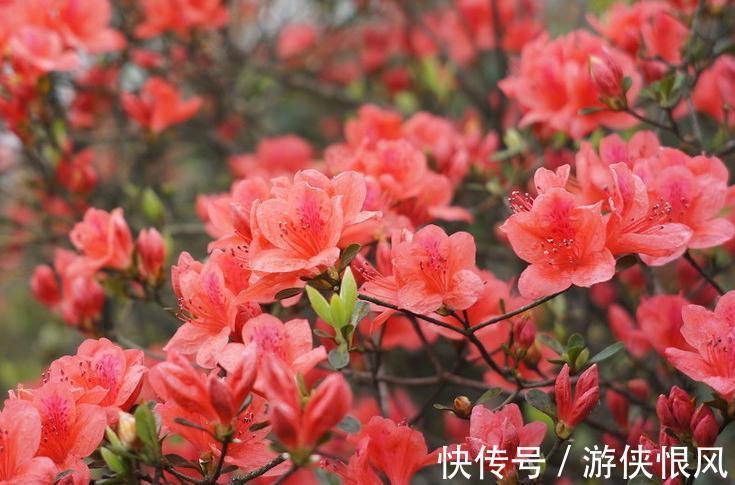 最值得入手的杜鹃花的栽培容易,花色超美,三季开花,是盆栽佳品