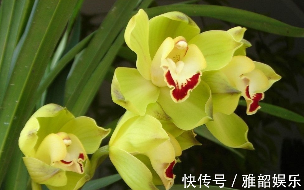 兰花|兰花叶子枯黄,根系腐烂先别仍用1招能拯救,新根新芽生长快