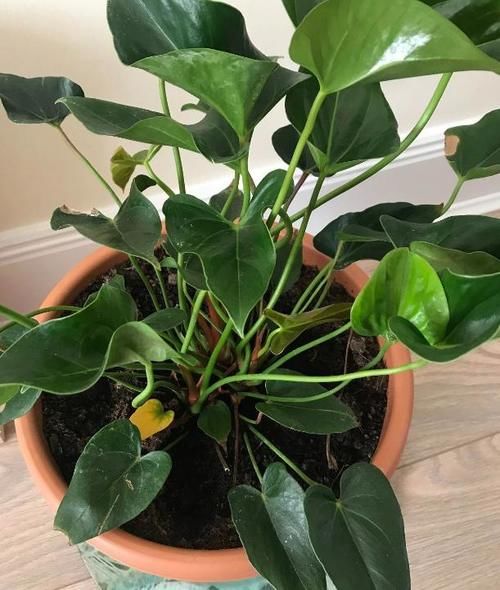  土壤|喜欢盆栽红掌吗？这里有你需要的养殖知识和繁殖技巧