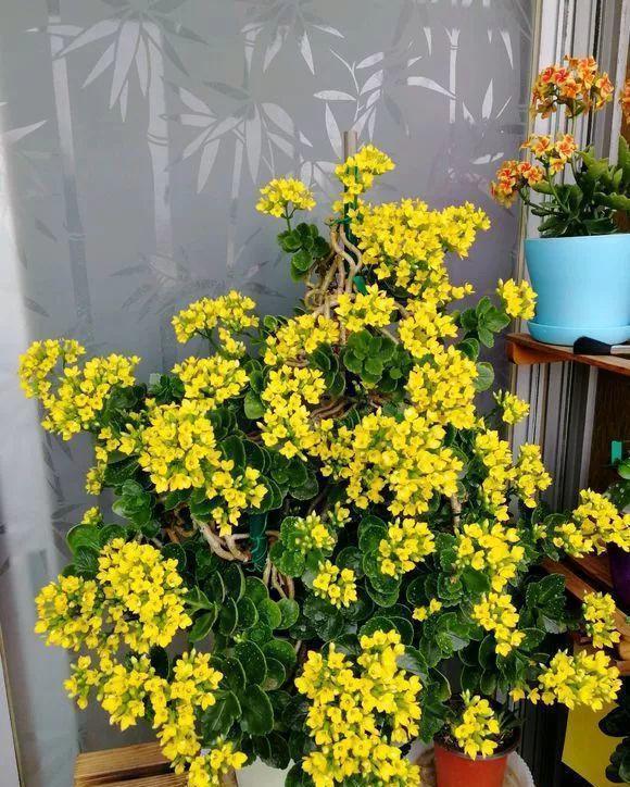 长寿花这样养，一盆变多盆，放在阳台挤爆盆