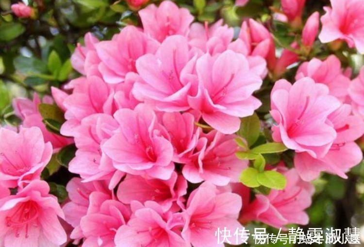 养护|4种花超漂亮，个个美出状态，简单养护就能长得旺，花美心情好！