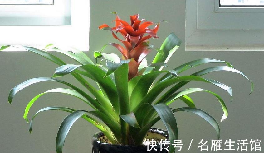 花土|养鸿运当头,多注意这3点,盆栽基本不会有大毛病