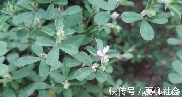 农村|农村这野草名叫“鸡眼草”具有清热解毒,活血的功效,见到请珍惜