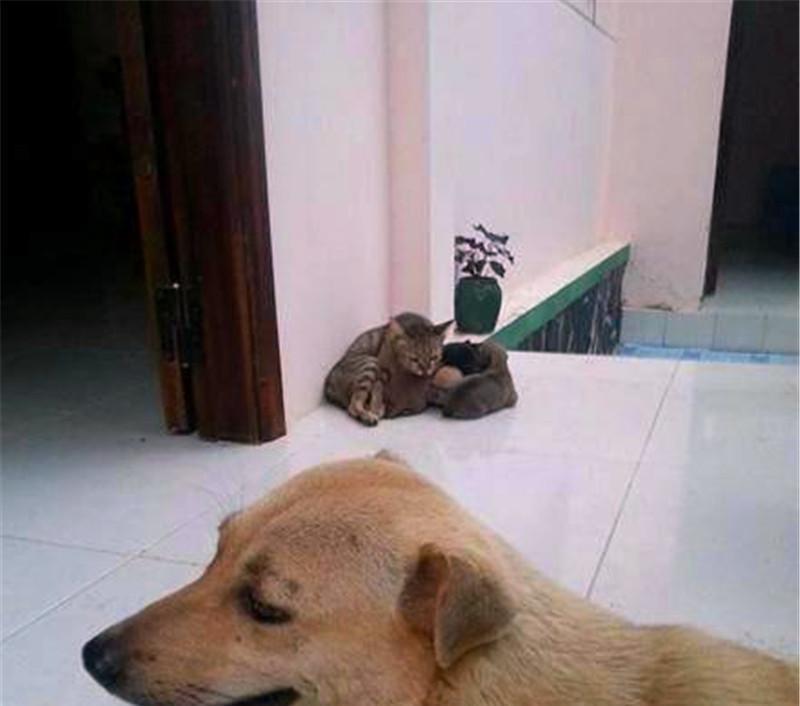 猫咪|家里的狗生宝宝了,结果家里的猫咪遭殃了,关键是只公猫!