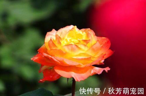 喜欢玫瑰，就养盆“精品玫瑰”宠爱小姐，花开浓艳，诱人美丽！