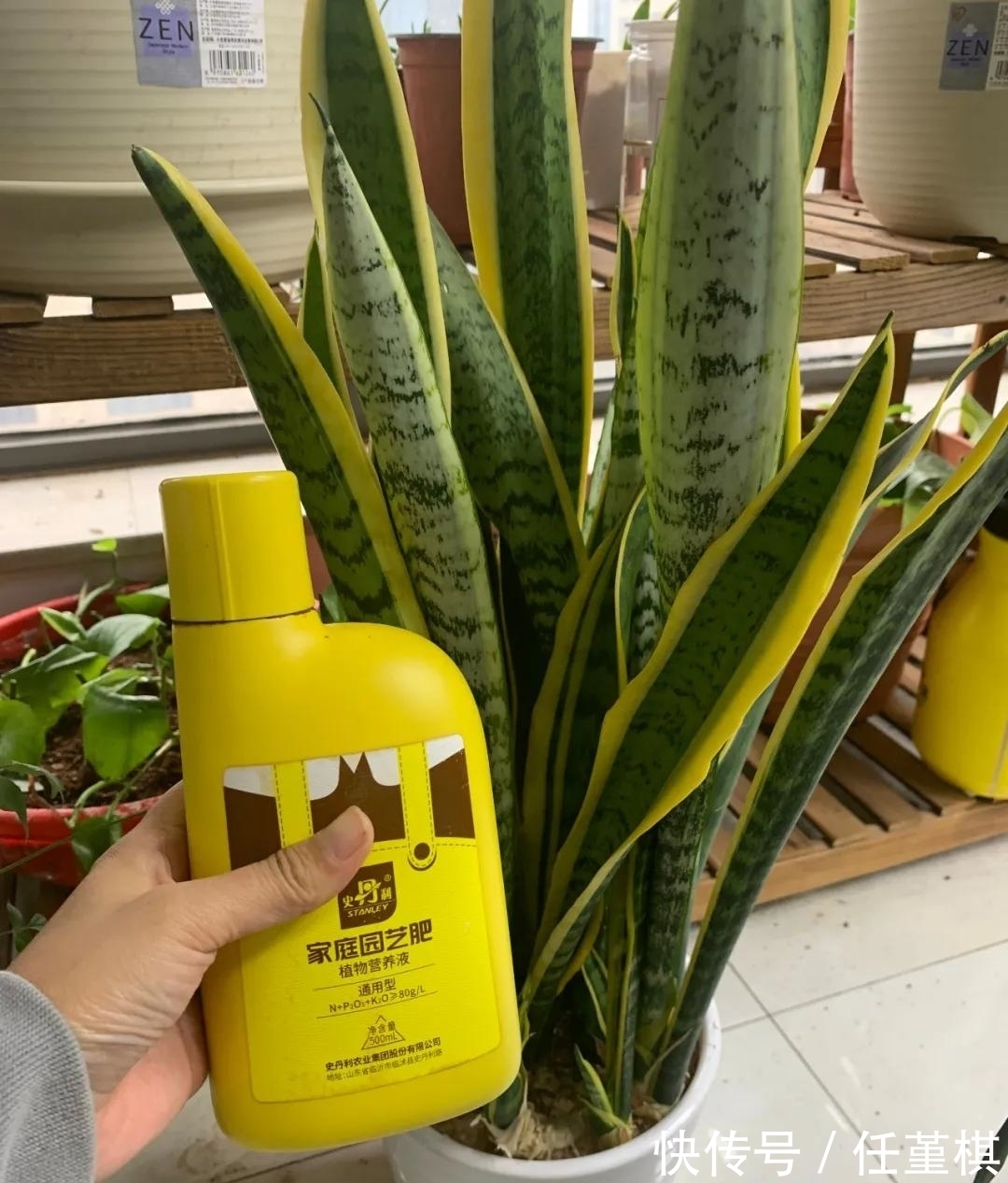 这5款花,不怕不浇水,就怕浇水多,特别适合懒人