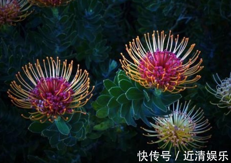 此花被誉为花中之王，是一种花开不败的鲜花！寓意着顽强的生命力