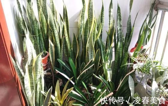 虎皮兰|这16种花冬天越浇越死,3个月不管,反而长高个