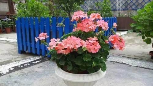 这四种花草十分好养活,七天就能生根,三个月就会爆盆开花