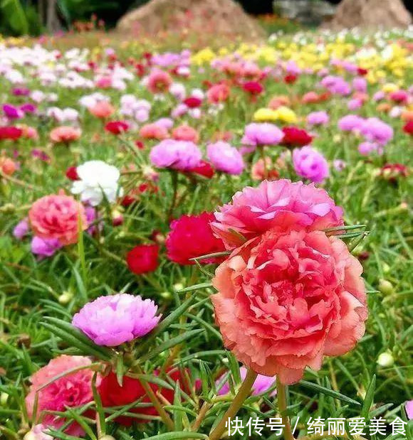 养花技巧:粗生粗养也能四季开花!少养1种都觉得亏了