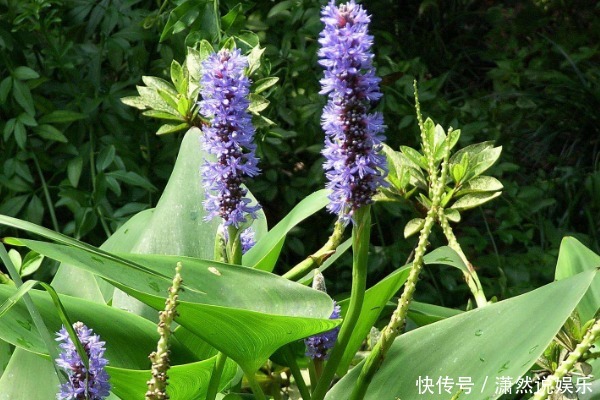 農村到處可見的4種野草 被很多人選擇無視 其實藥用價值很高 中國熱點