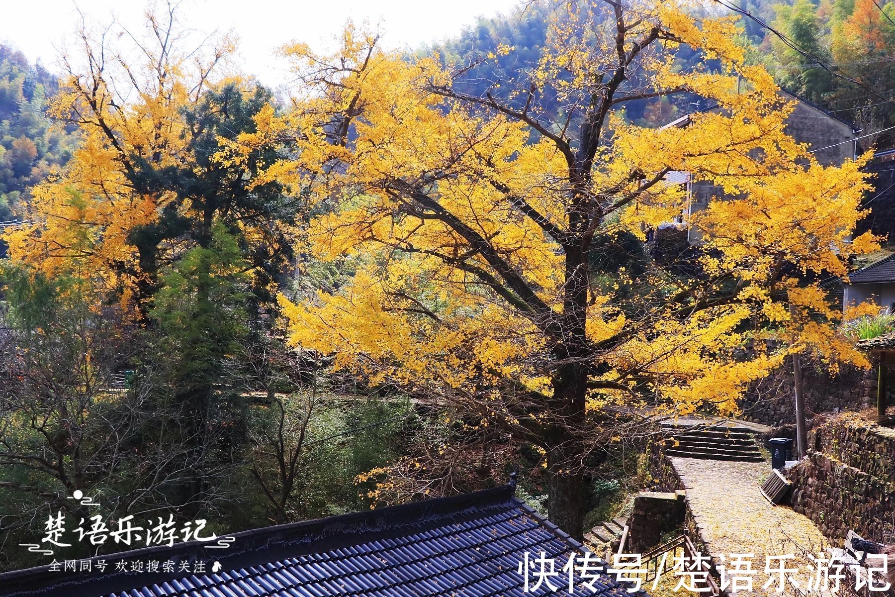 千年古村落|太震撼！四明山深处被人遗忘的千年古村落，满村银杏金黄美如童话