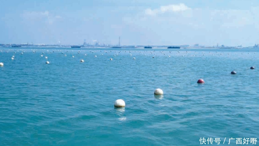 焕发|合浦南珠:光滑圆润惹人爱,历经千年焕发新的活力