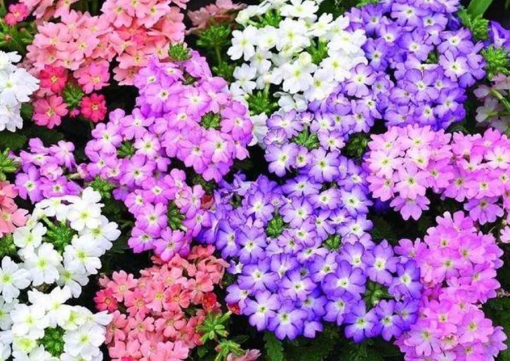 养花就养4种花,好养易活花量大,招财又纳福,谁养谁喜欢