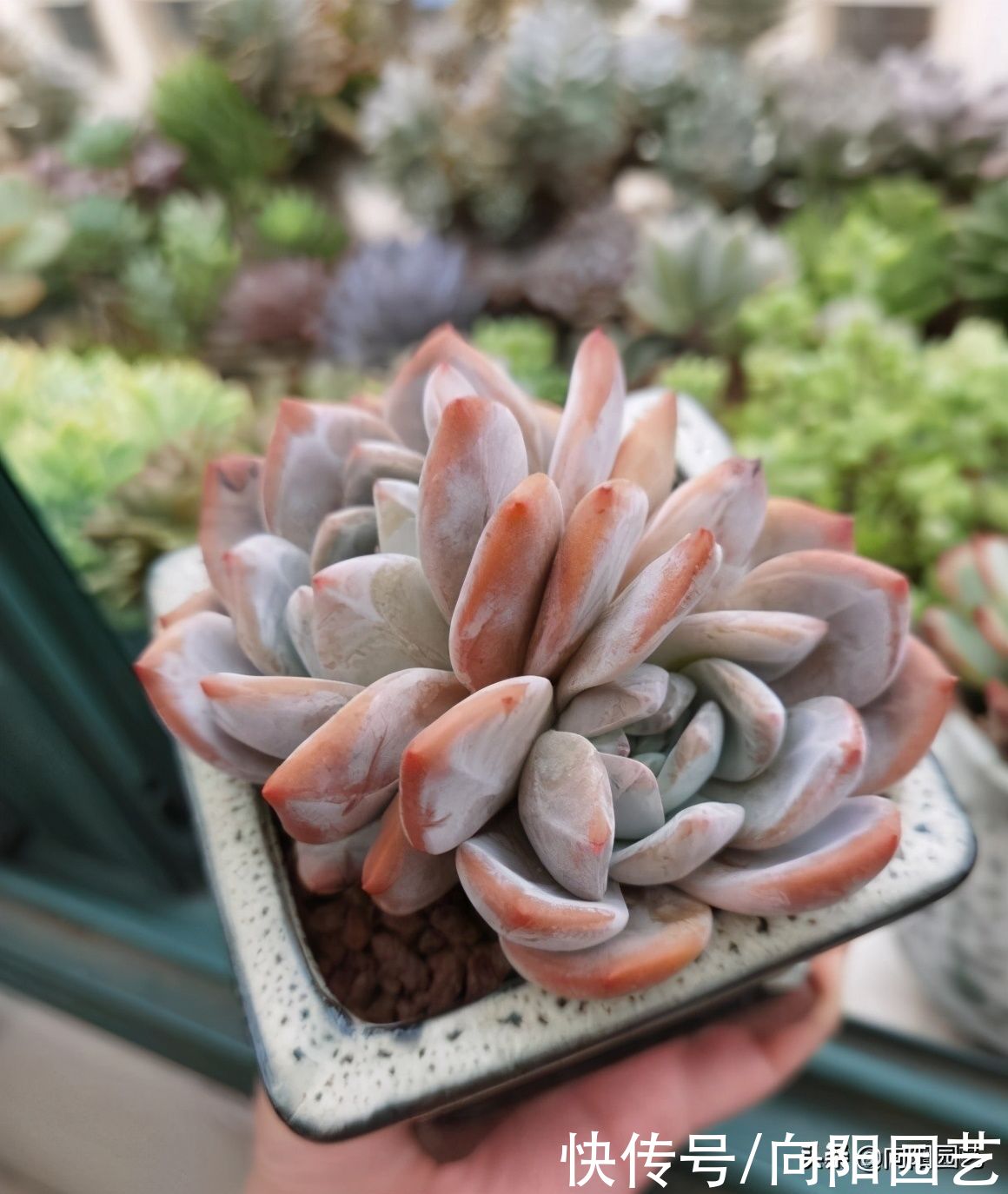 明知多肉不喜水，还是习惯多浇水，这该咋办？赶紧把手绑起来