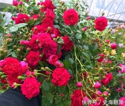 我国最香的花,插土就能活,好看又好养,一年能开180天