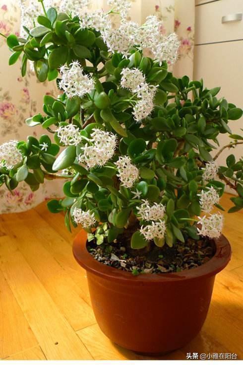 养玉树,只需要注意3个小技巧,一年就能疯长爆盆,越养价值越高